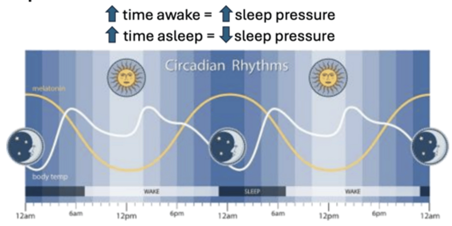 <p>Sleep pressure increases as time awake increases and decreases as time asleep increases.</p>