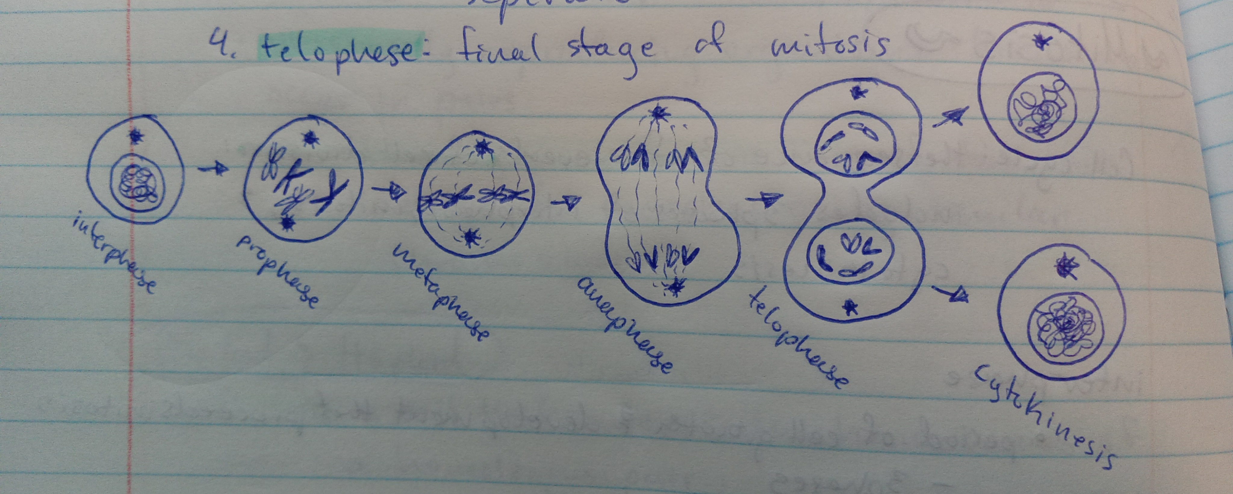 <p>the sequence of five events of cell division: includes 3 phases of interphase, mitosis, and cytokinesis</p>