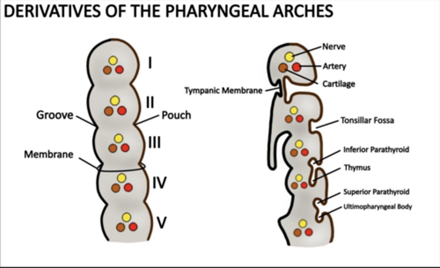 <p>Inferior parathyroids and thymus.</p>