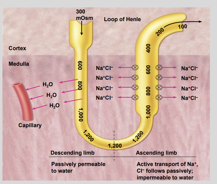 <ul><li><p>To Interact</p></li></ul><p></p>