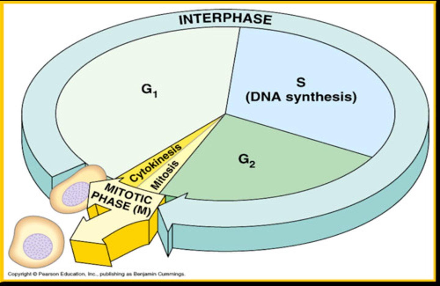 <p>A regulated, continuous sequence of preparation (interphase) and division (mitosis) in a cell</p>