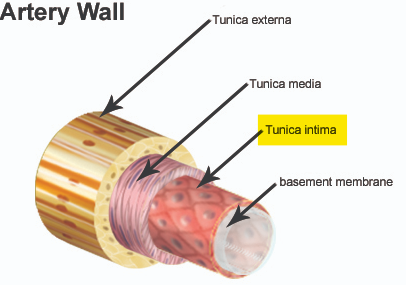 <p>Tunica interna/intima </p>