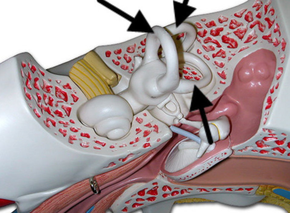 <p>Three canals within the inner ear that contain specialized receptor cells that generate nerve impulses with body movement</p>