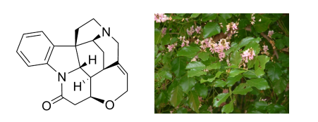 <p>A poison found in some plants that reversibly and competitively inhibits the action of the neurotransmitter glycine in the spinal cord and medulla. Due to this, muscles throughout the body have severe, painful spasms, resulting in tired muscles and difficulty breathing.</p>
