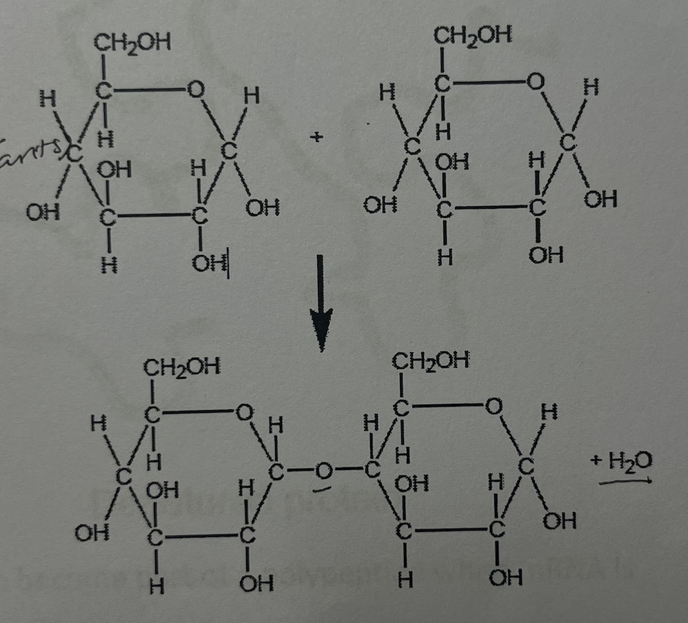 <p>what type of molecule is formed by chemical reaction shown in the diagram</p><p>a. dipeptide</p><p>b. disaccharide</p><p>c. diglyceride</p><p>d. cellulose</p>
