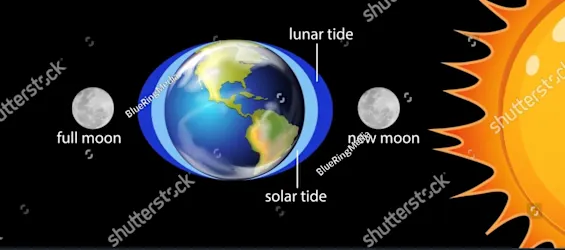 <p>A ______ tide occurs when the sun, moon, and Earth line up. (The highest and the lowest tides ~ full moon and new moon)</p>