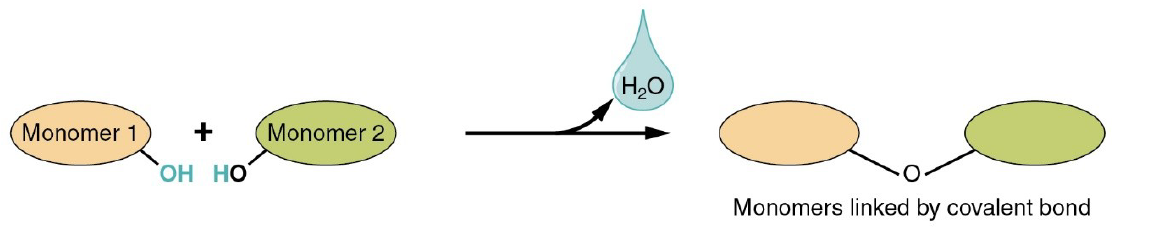 Reaction creates a water molecule.

* Polymer is formed
* Monomer is joined by removal of OH from one monomer and removal of H from other at site of bond formation