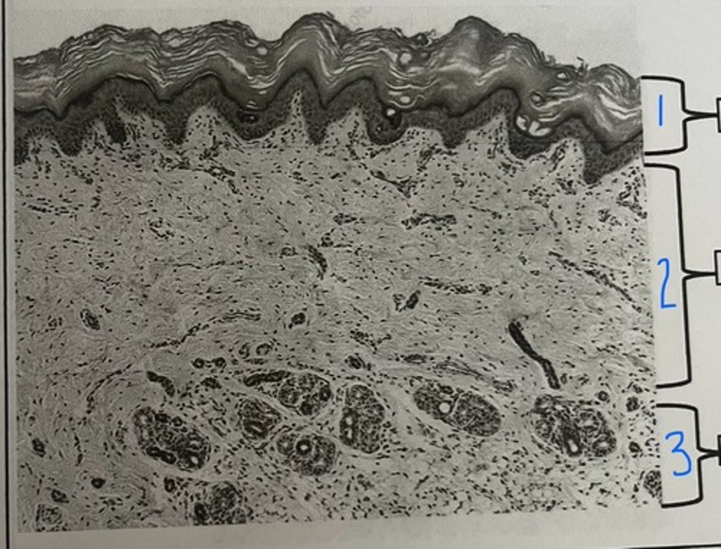 <p>According to under the microscope, what is #1?</p>
