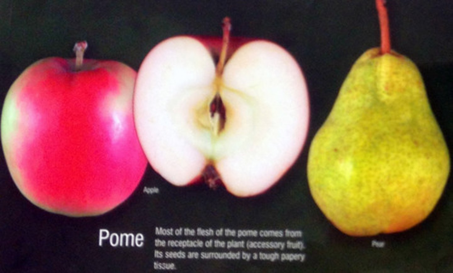 <p>has a 'core' that contains many seeds, surrounded by fleshy mesocarp, found in the family Rosaceae (Apple, Pear) Accessory fruit</p>
