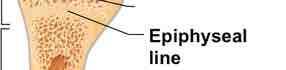 <p>Growth plate where longitudinal growth occurs until the end of puberty</p>