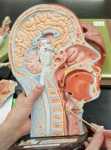 <p>Name of small red structure being pointed at</p>