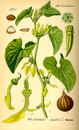 <p><em>Aristolochiaceae -</em> podražcovité</p><p><em>Aristolochia clematitis -</em> podražec křovišťní</p>