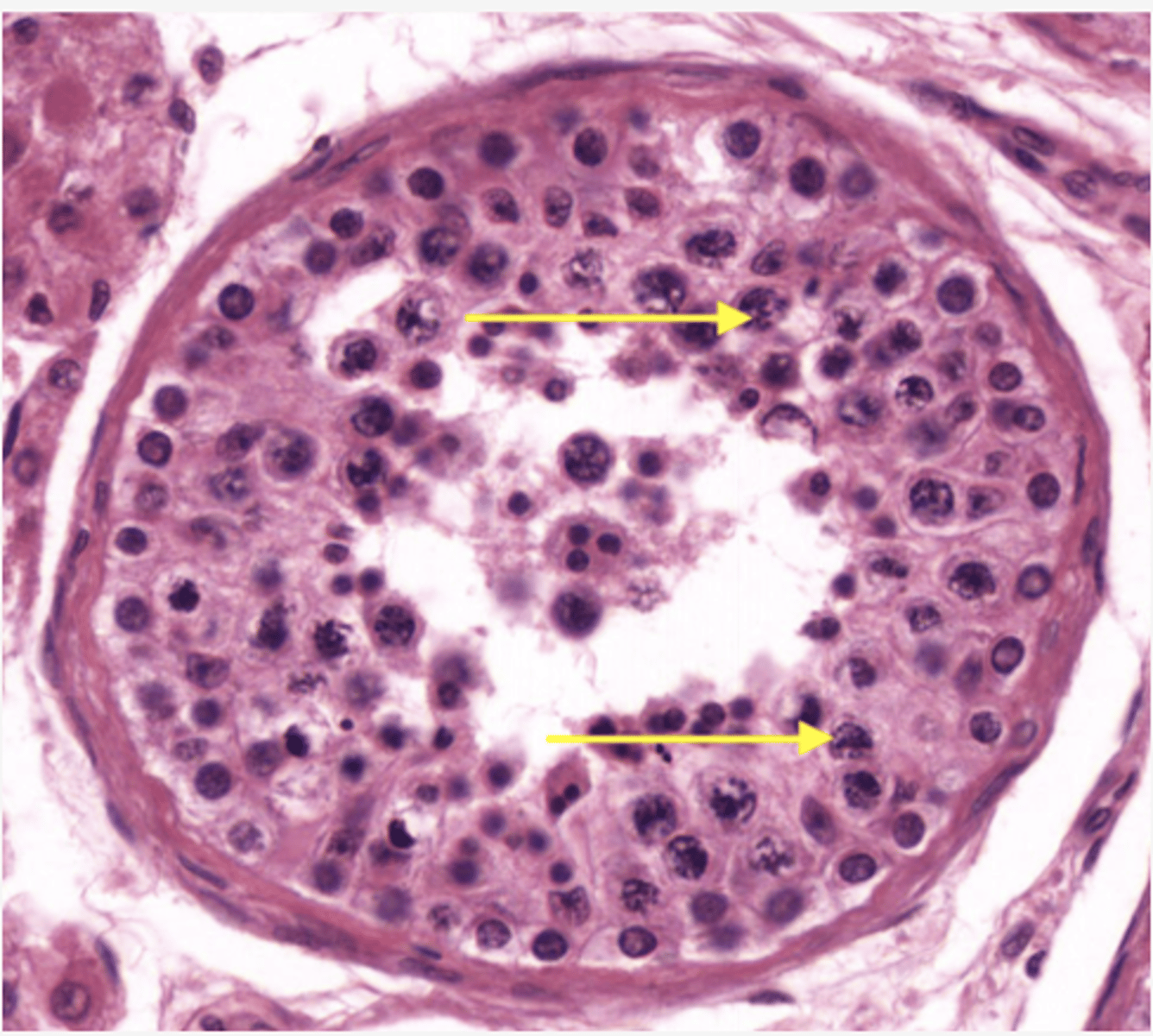 <p>Identify the cell</p>