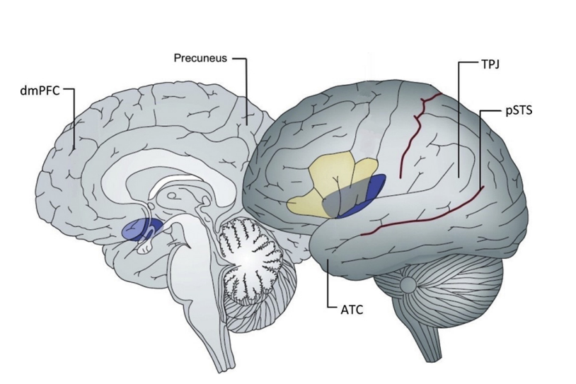 <p>They also use the dmPF during nonsocial situations</p>