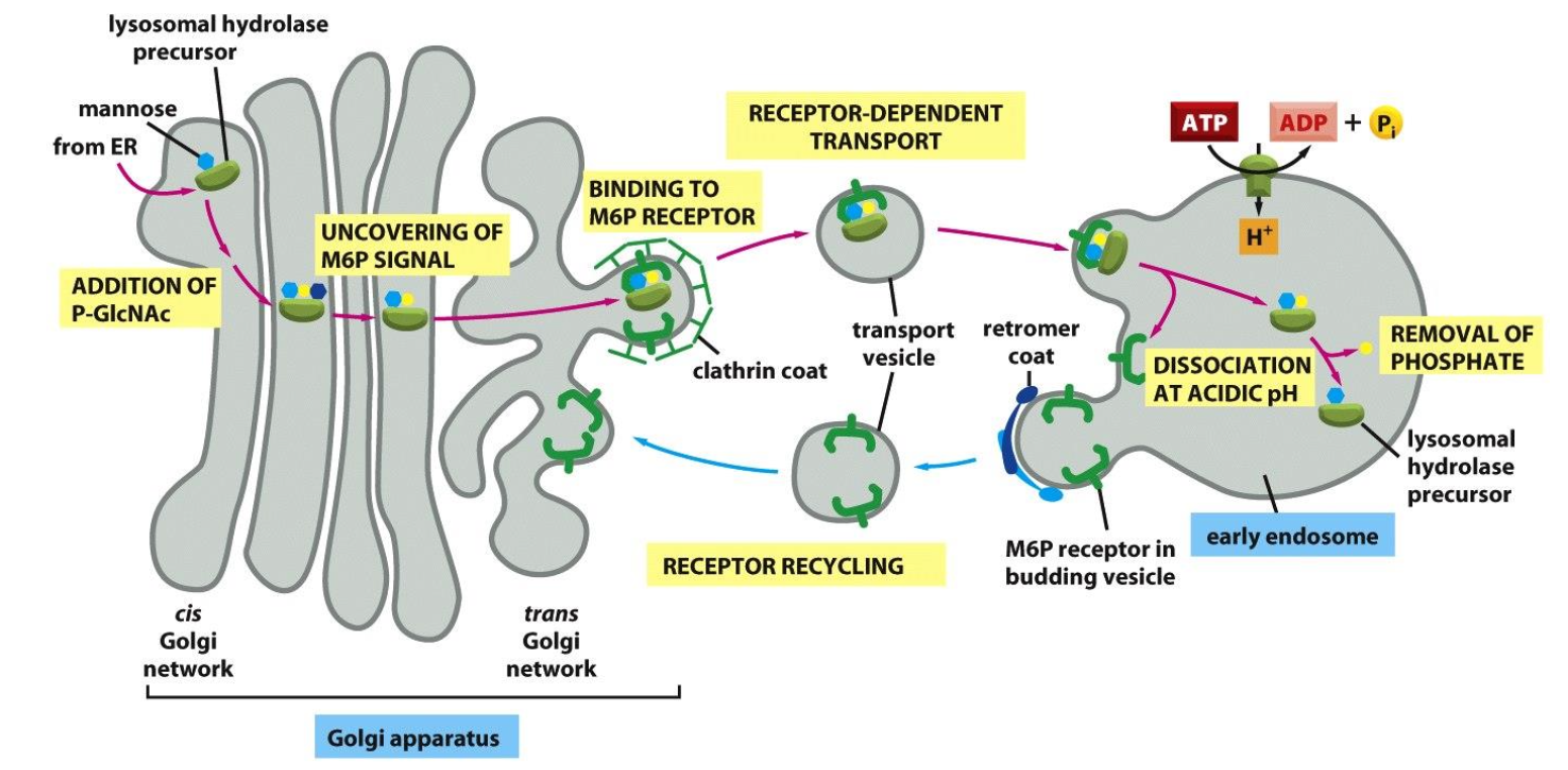<ol><li><p>Lysosomal hydrolases get a mannose-6-phosphate (M6P) tag in the cis-Golgi.</p></li><li><p>M6P-tagged enzymes bind M6P receptors in the trans-Golgi and are packed into clathrin-coated vesicles.</p></li><li><p>Vesicles fuse with early endosomes; low pH releases the enzymes, which continue to lysosomes and become active.</p></li><li><p>The empty M6P receptors are recycled back to the Golgi for reuse.</p></li></ol><p></p>