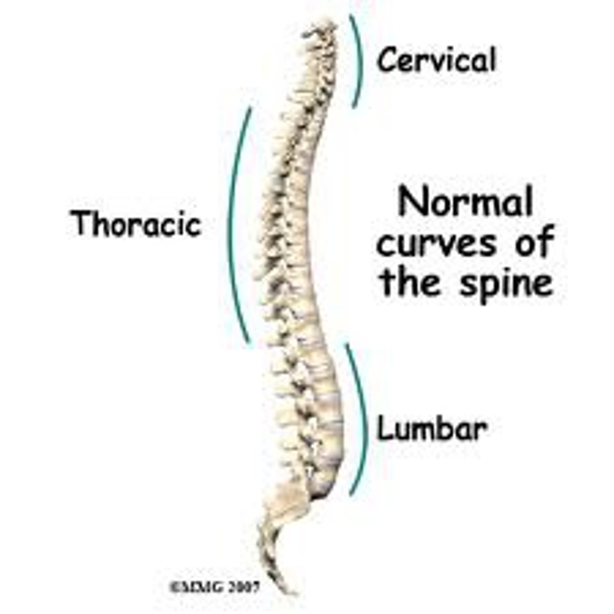 <p>(Thoracic and Sacral) - born with these</p>