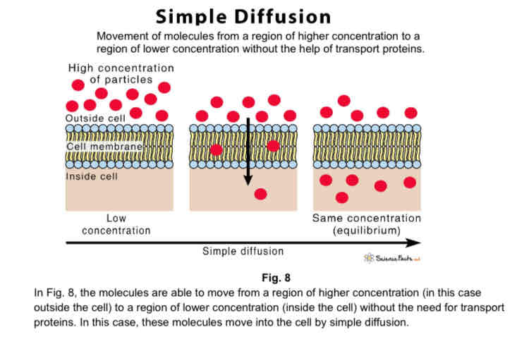 <ul><li><p>small molecules and lipid soluble substances are able to pass directly through the hydrophobic core of the cell surface membrane by simple diffusion</p></li><li><p>transport proteins are not involved in moving the molecules across the membrane</p></li><li><p>a passive process, there is no utilisation of energy from the hydrolysis of ATP</p></li><li><p>oxygen, carbon dioxide, nitrogen and lipids are able to cross the hydrophobic core of the cell membrane by simple diffusion</p></li></ul>