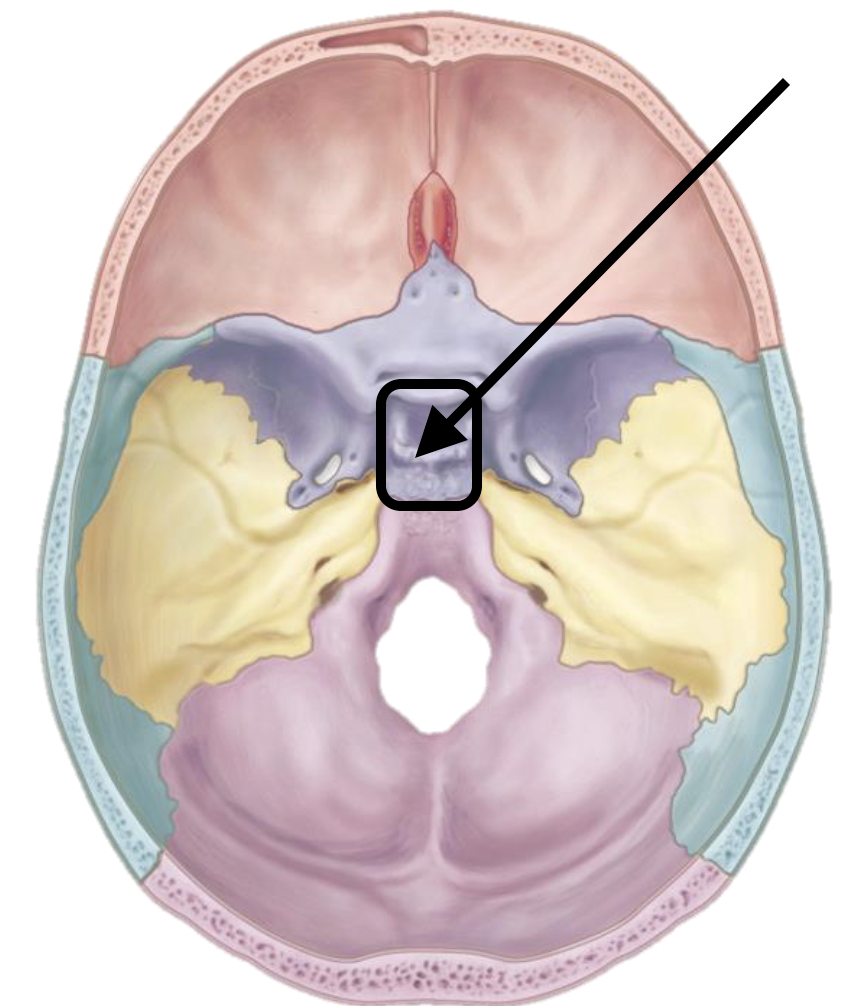 <p>Name the bone marking</p>
