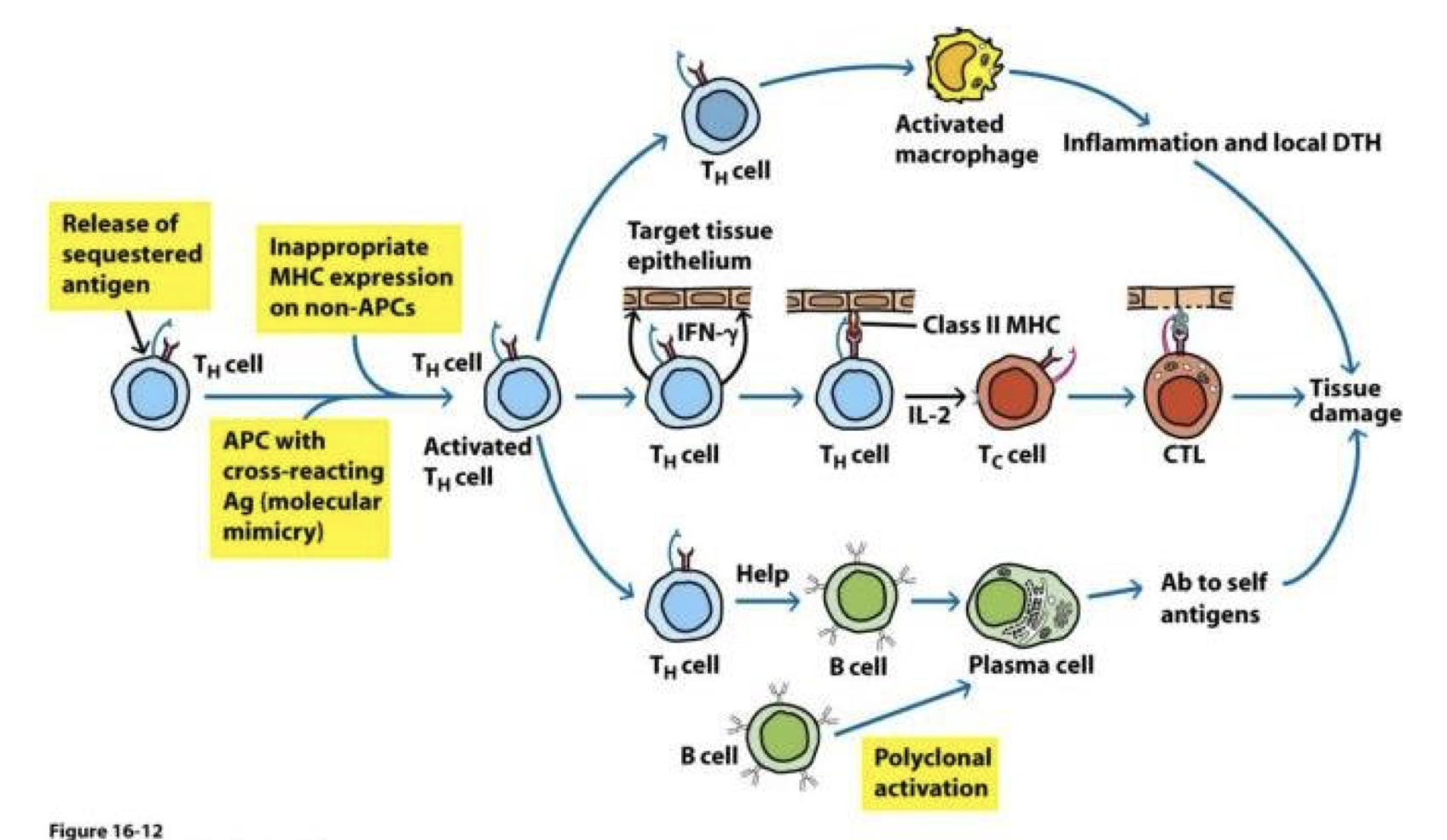 <p>An inappropriate immune response</p><p>against a self antigen</p>