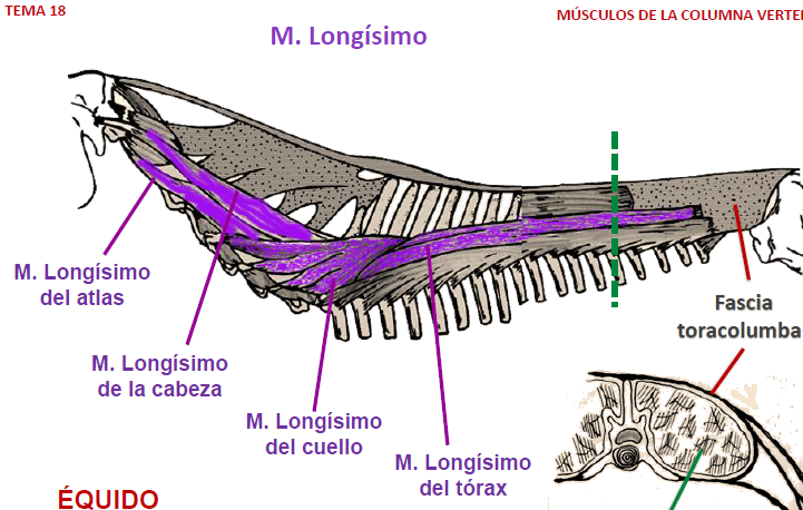 <p>de las primeras apófisis espinosas torácicas a la cresta nucal y apófisis mastoides</p>