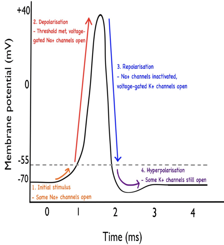<p>Na+ channels close and K+ channels open, causing K+ to leave the cell membrane. This decreases the voltage inside the neuron back to its normal value of –70 mV. This is</p>