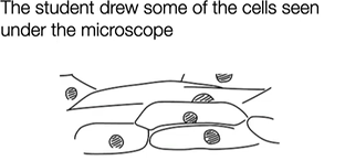 <p>give <strong>3 ways</strong> which the student can improve their drawing</p>