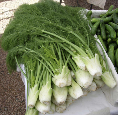 a layered white bulb that is oblong-round. It has rounded edges and the green-yellow stems connect to small green leaves. The inside of the fennel is white-yellow.