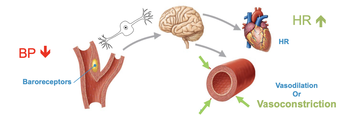 <p>low BP, heart rate increases, vasoconstriction occurs</p>