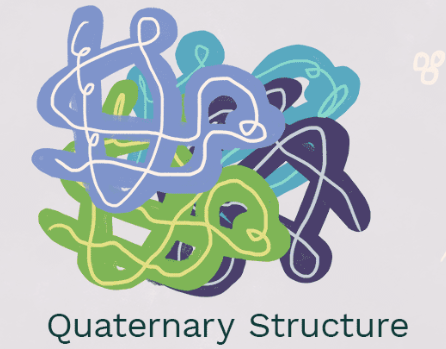 <p><span style="font-family: &quot;Times New Roman&quot;, serif;">Quaternary structure</span></p>