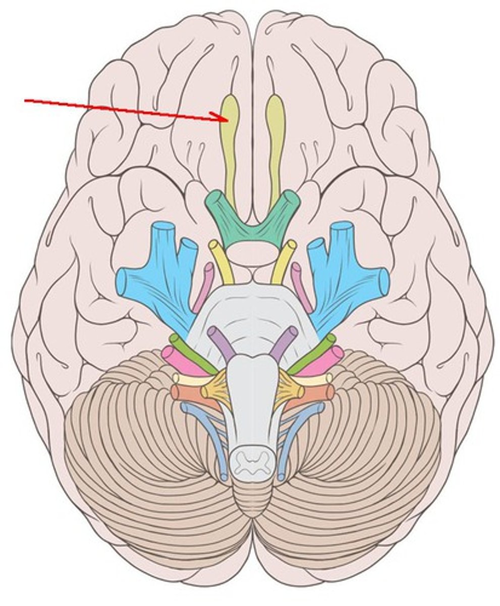 <p>Identify nerve indicated by arrow</p>