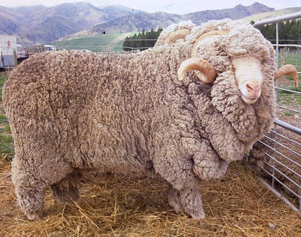 <p>Identify this sheep breed </p>