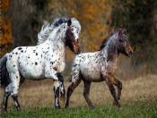 <p>Identify the breed of horse?</p>