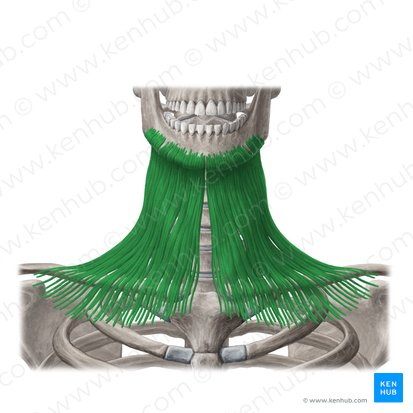 <p>What muscle is highlighted in green? Where’s it origin and insertion? Also what innervation and action does it have?</p>