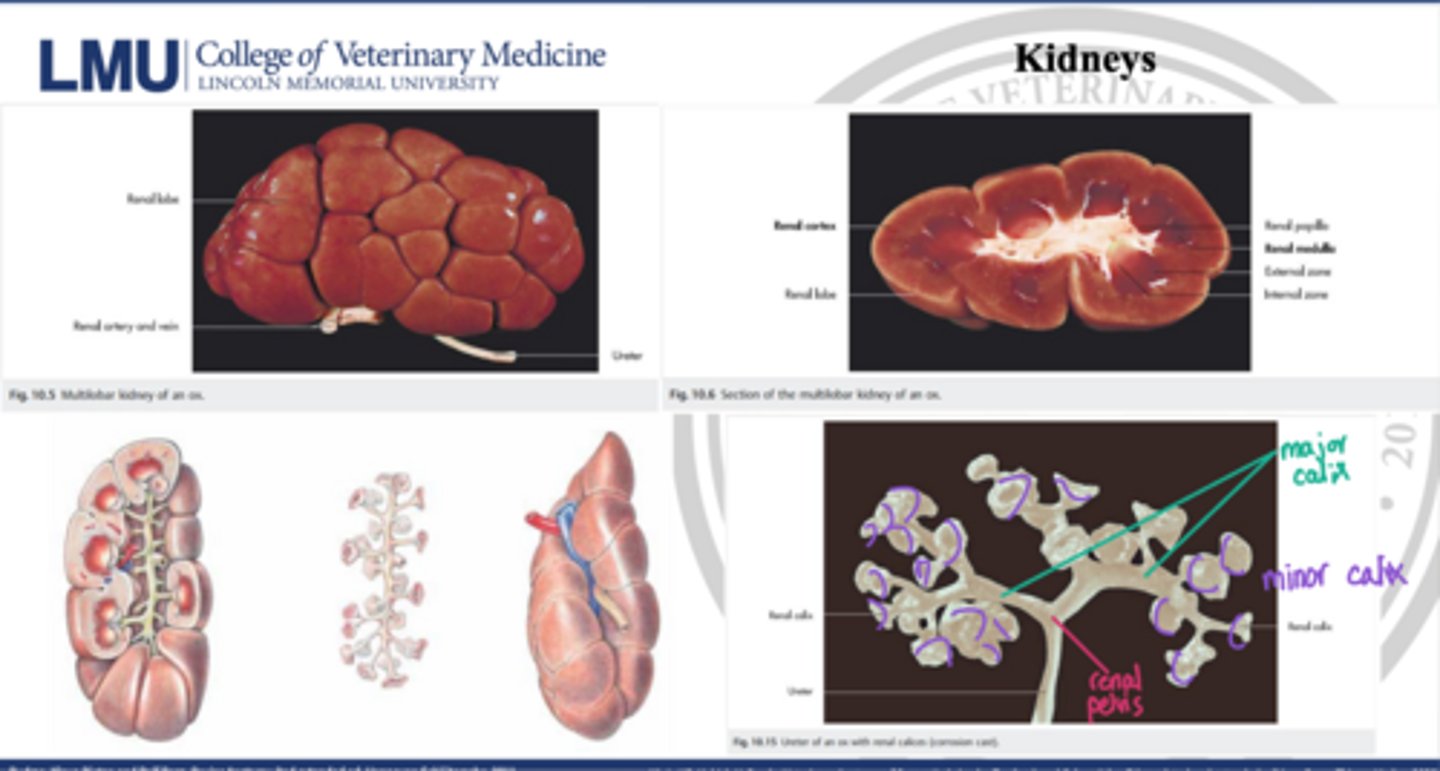<p>review the kidney</p>