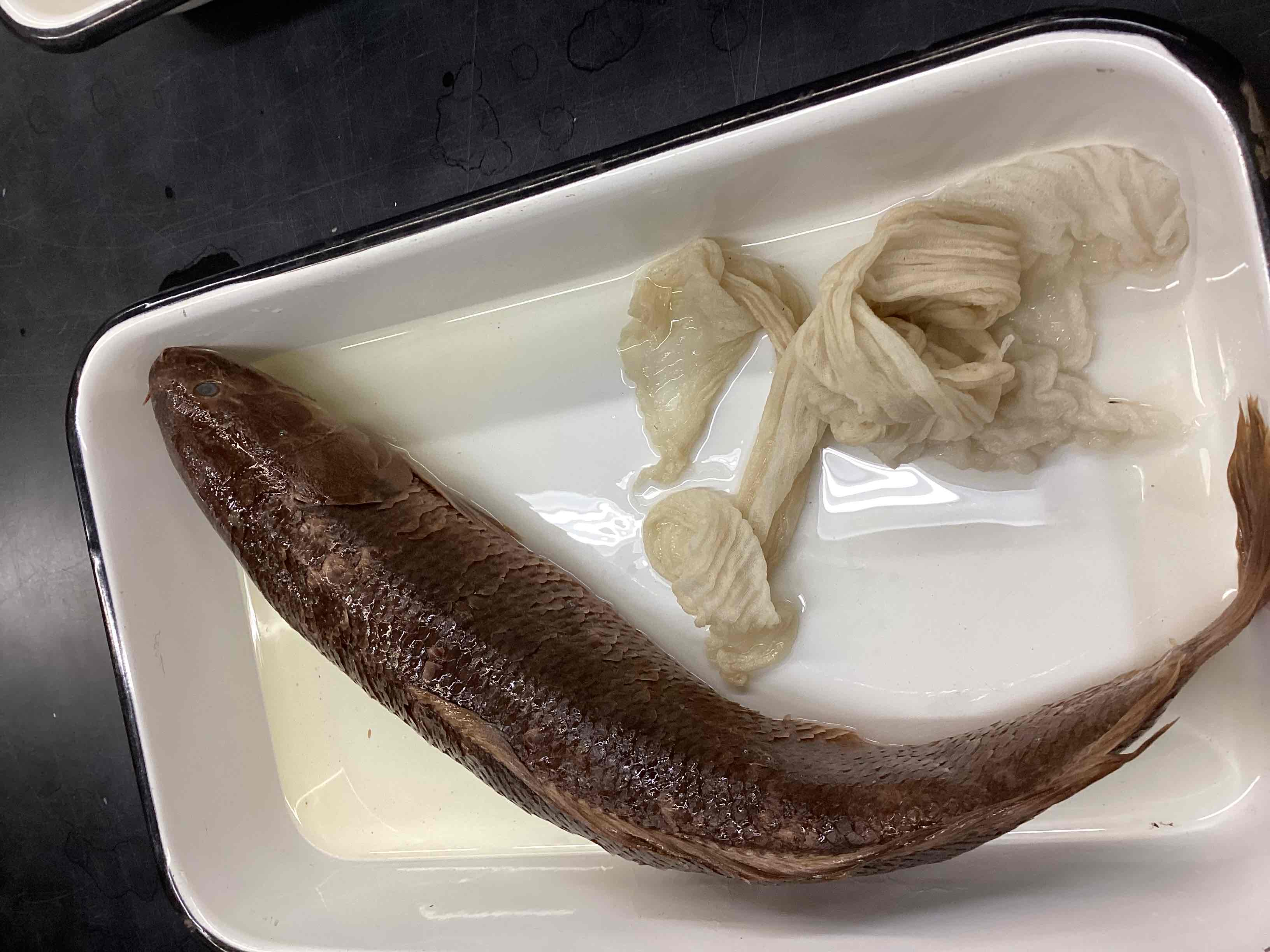 <p>Bowfin</p>