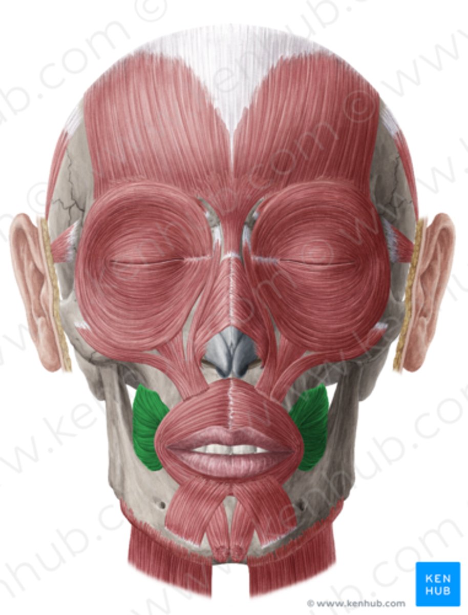 <p>Funktion: stadgar kinden genom att dra den så att vi inte biter i kinden när vi tuggar.</p>