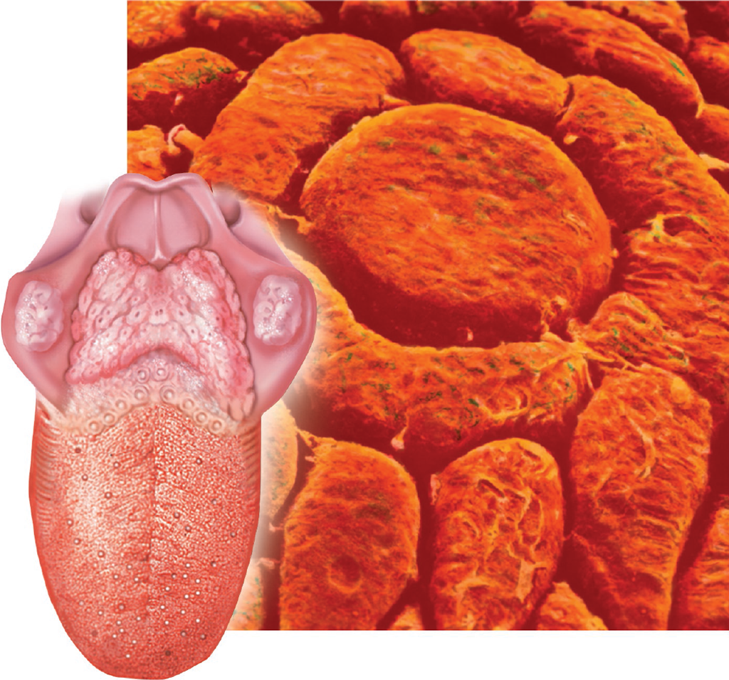Roots: gloss/o , lingo/o 
Example: glossopathy , hypoglossal , sublingual 
