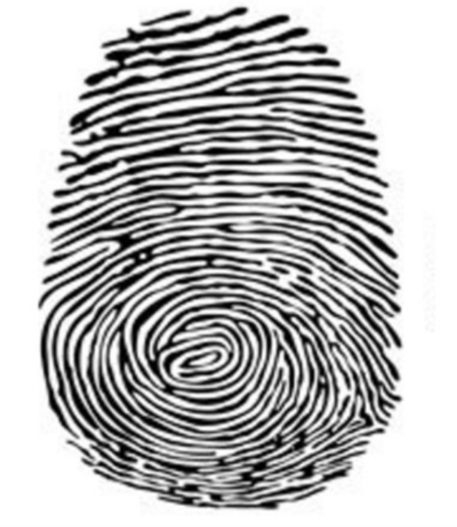 <ul><li><p>Ridges will form a bull’s-eye appearance with a core at the center</p></li><li><p>Have at least one ridge that makes a complete circuit</p></li><li><p>Most diverse type of print</p></li><li><p>They also have at least 2 deltas</p></li></ul><p></p>