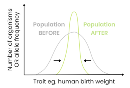 <ul><li><p>organisms with alleles coding for average / modal variations of a trait have a selective advantage (e.g. babies with an average weight) - quite range if shown on graph and continuous data</p></li><li><p>so frequency of alleles coding for average variations of a trait increase and those coding for extreme variations of a trait decrease</p></li><li><p>so range / standard deviation is reduced</p></li></ul><p></p>