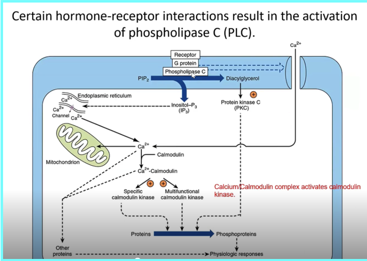 <ul><li><p><span><span>A hormone (ligand) binds to a _____ on the cell membrane. This activates a _______, which in turn activates ______________ (PLC)</span></span></p></li><li><p><span><span>___ acts on a membrane phospholipid called phosphatidylinositol 4,5-bisphosphate (____).  ____ is cleaved into two important second messengers: Inositol trisphosphate (___) and Diacylglycerol (___)</span></span></p></li><li><p><span><span>___ releases Ca²⁺ from the __</span></span></p></li><li><p><span><span>Ca²⁺ binds to _________</span></span></p></li><li><p><span><span>DAG activates ____________ (PKC)</span></span></p></li><li><p><span><span>The combination of ___ activation and ______________ signaling modifies the activity of numerous proteins</span></span></p></li></ul><p></p>