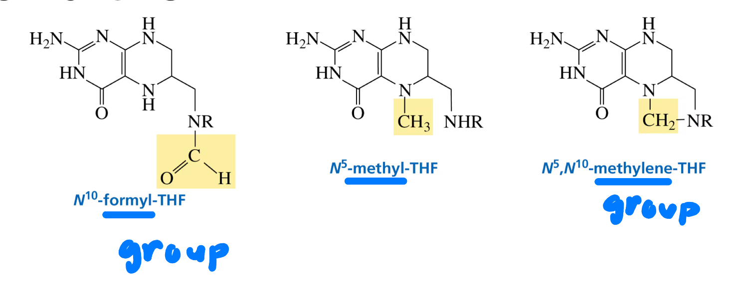 <p>THF (N10-formyl-THF, N5-methyl-THF, N5,N10-methylene-THF)<br>one carbon transfer</p>