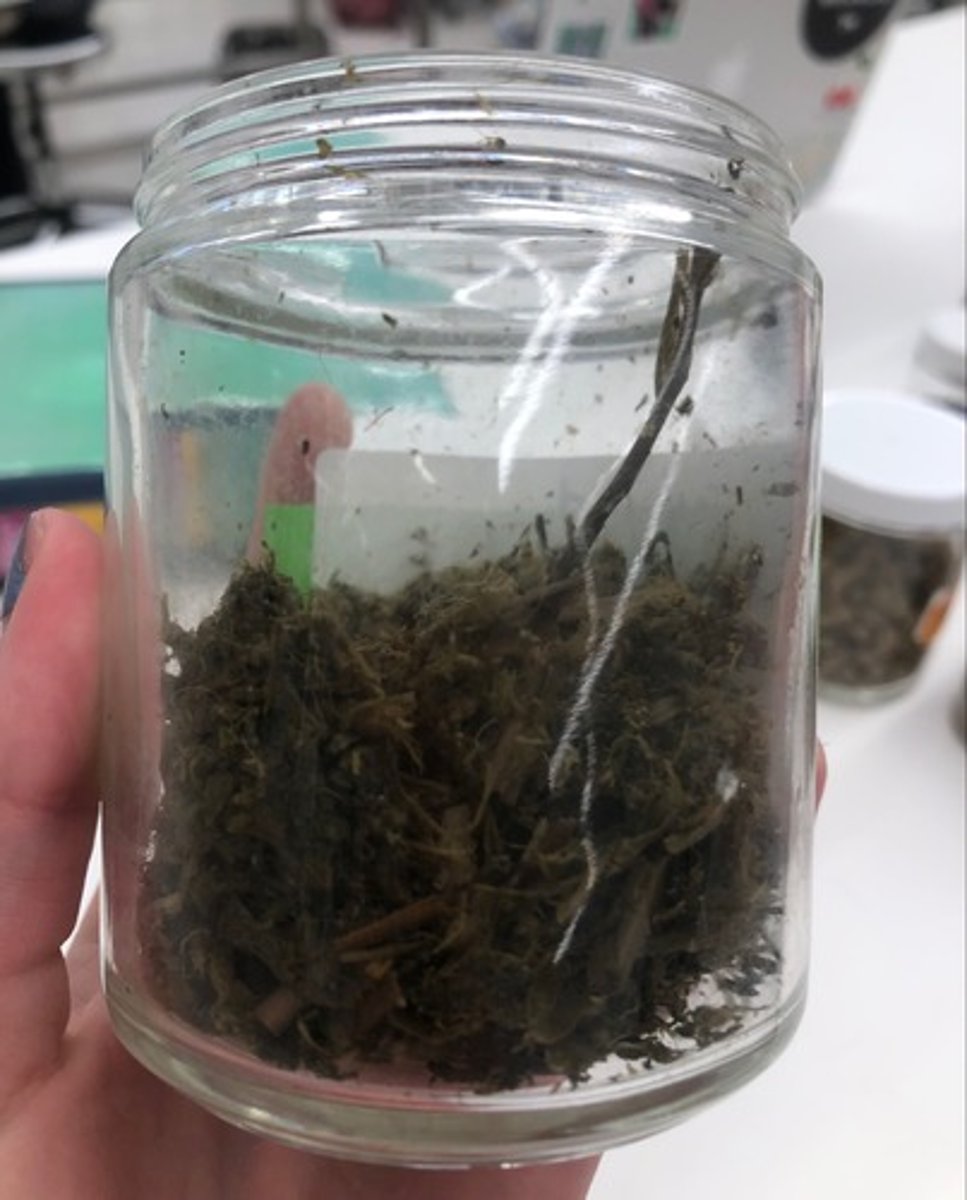 <p>- IFN #/Category (3) ensiled roughage</p><p>- AAFCO Category - forage product</p><p>- Feed Type - forage</p>