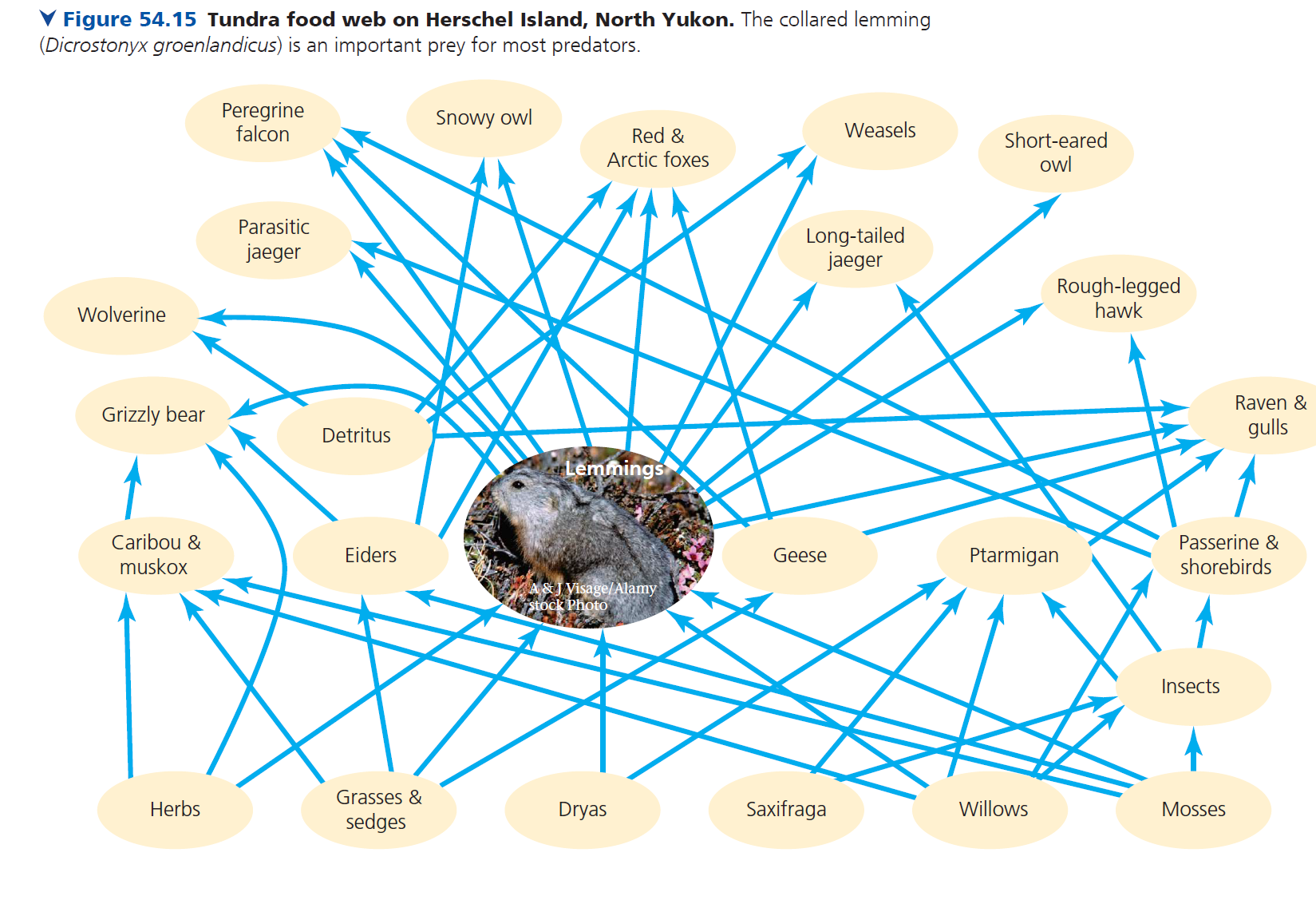 <p><strong>Arrows point from prey to predator</strong>, representing the flow of energy through the community.</p>