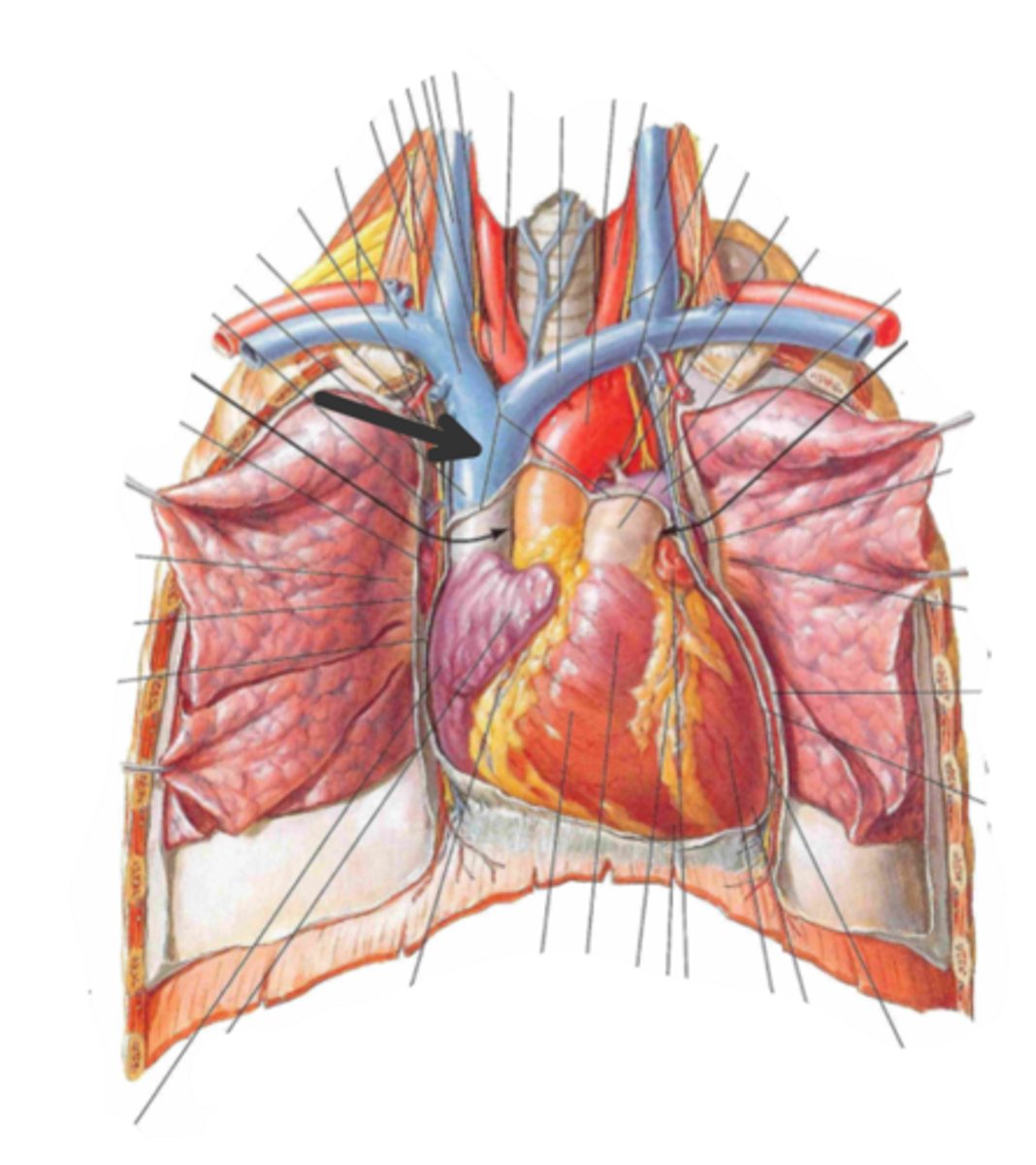 <p>identify the structure(s) indicated by the arrow</p>