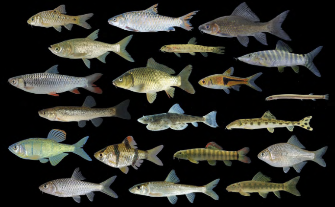 <p>carps and relatives</p><p></p><p>Key traits:</p><ul><li><p>4,450 spp</p></li><li><p>freshwater, 3 brachiostegal rays, head usually scaleless, jaws toothless, jaws usually protrusible, no adipose fin, omnivores</p></li></ul><p></p>