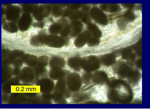 <p>No concentric structure, rounded, structureless <1mm</p><p>Faecal pellets of marine organisms e.g. gastropods</p>