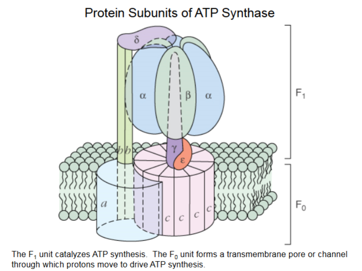 <p>KEY SUBUNITS</p><ul><li><p>c, γ: Rotate (6000rev/min) stimulate <span><span>α and β.</span></span></p></li><li><p><span>α, β: Synthesize ATP</span></p></li></ul><p></p><p>Binding and release of protons by c-subunits drives spinning. Elongated, spinning gamma stalk causes conformational changes to <span>α/β, which allows ADP to bind and become ATP.</span></p><p><span>a, b, 𝛿, ε are structural subunits that hold the complex together.</span></p><p></p><p></p>