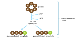 <ul><li><p><span style="background-color: transparent;"><span>Endergonic</span></span></p></li><li><p><span style="background-color: transparent;"><span>Invest some ATP</span></span></p></li><li><p><span style="background-color: transparent;"><span>Glucose is phosphorylated, rearranged, and split into 2 G3P molecules</span></span></p></li></ul><p></p>