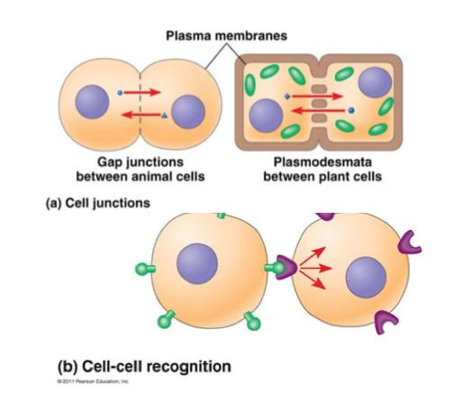 <ul><li><p><strong><u>Direct Contact</u></strong><u> of cells</u> (like cell junctions)</p></li><li><p><strong><u>Cell-cell recognition using cell-surface molecules</u></strong> (uses glycoproteins &amp; receptors!) (like in embryonic development &amp; immune responses)</p></li></ul><p></p>