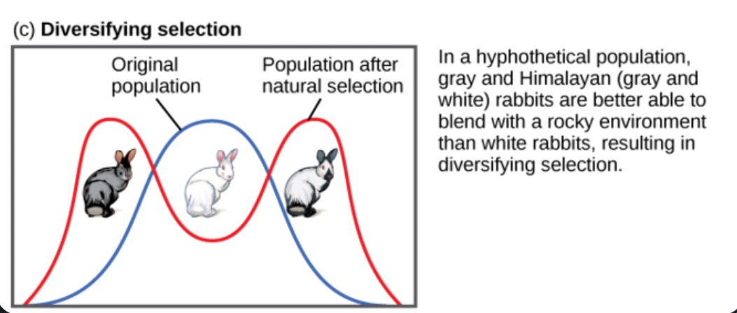 <p>Disruptive (Diversifying) Selection</p>